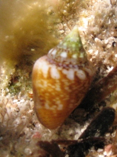 Columbella rustica